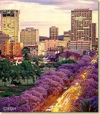 Pretoria, SOuth Afica Jacaranda's in full bloom